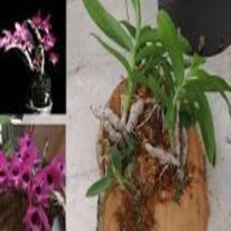Cốc lan trầm tím lai trầm giống đủ loại hàng gieo hạt tùy chọn