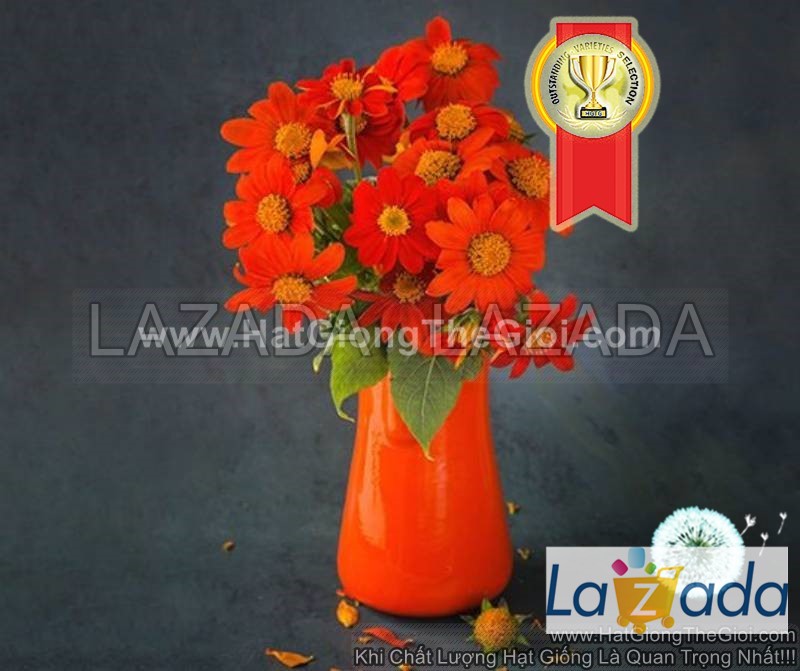 20h Hạt Giống Hoa Hướng Dương Đỏ Mexico (C1.301| -KD: B5*V25*M011)