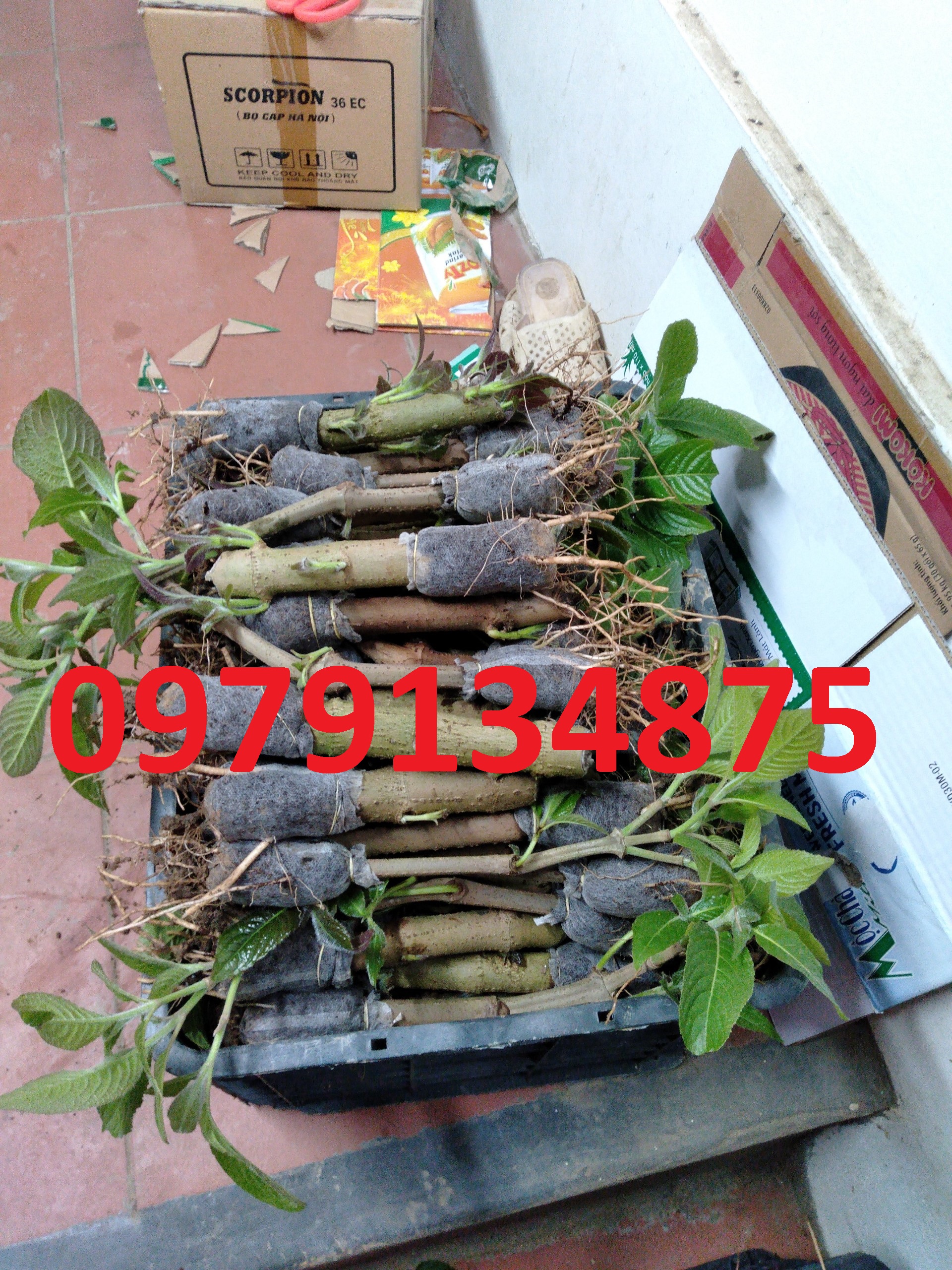 30 cây chè khổng lồ cho chăn nuôi