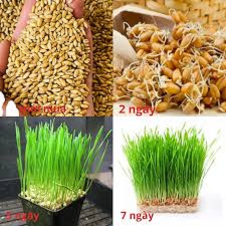 Hạt giống cỏ lúa mì ,lúa mạch dể trồng-gói 50gram