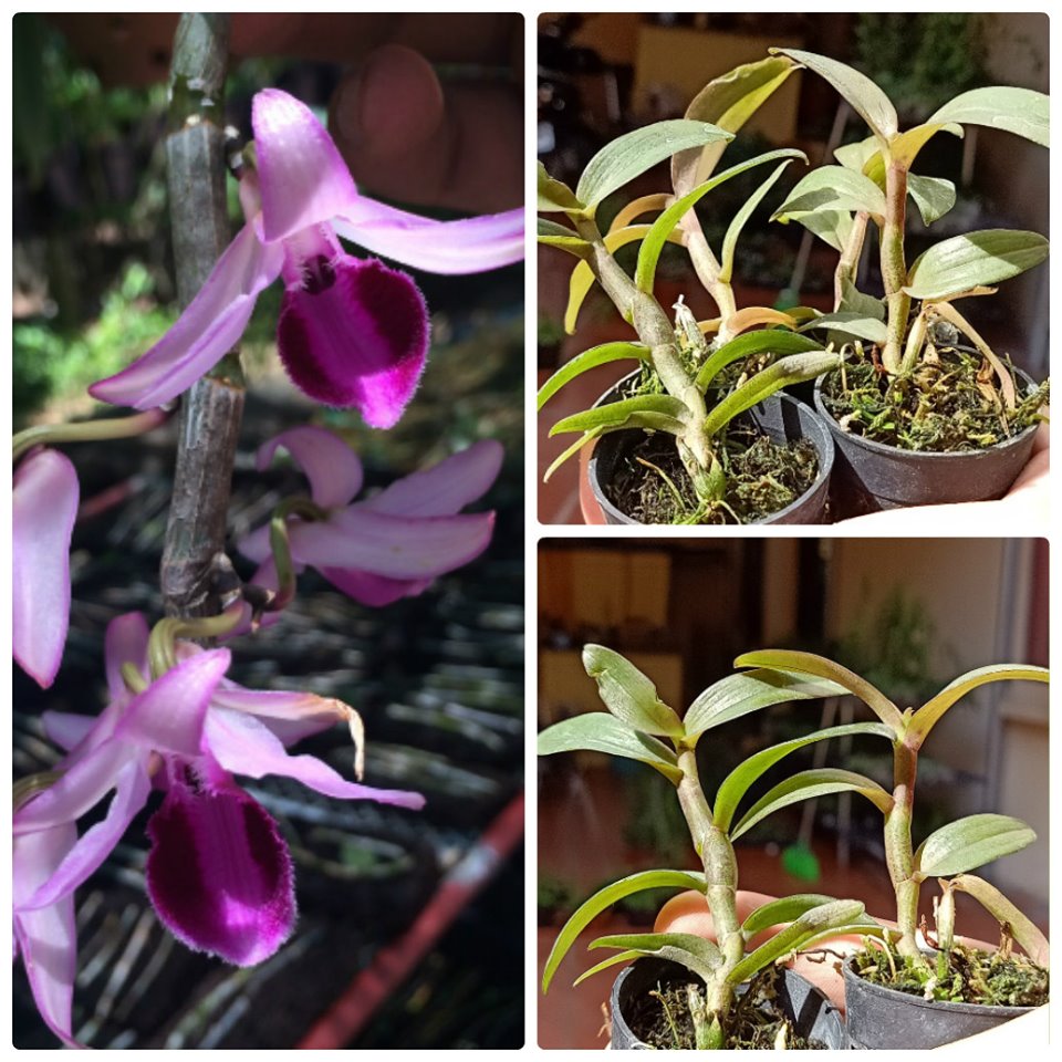 PHI ĐIỆP GIỐNG GIÁ RẺ COMBO 10 LOẠI