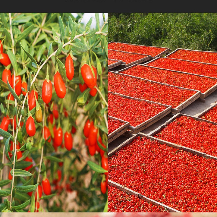 Combo 3 Cây giống kỷ tử – Món ăn bài thu.ốc nổi tiếng