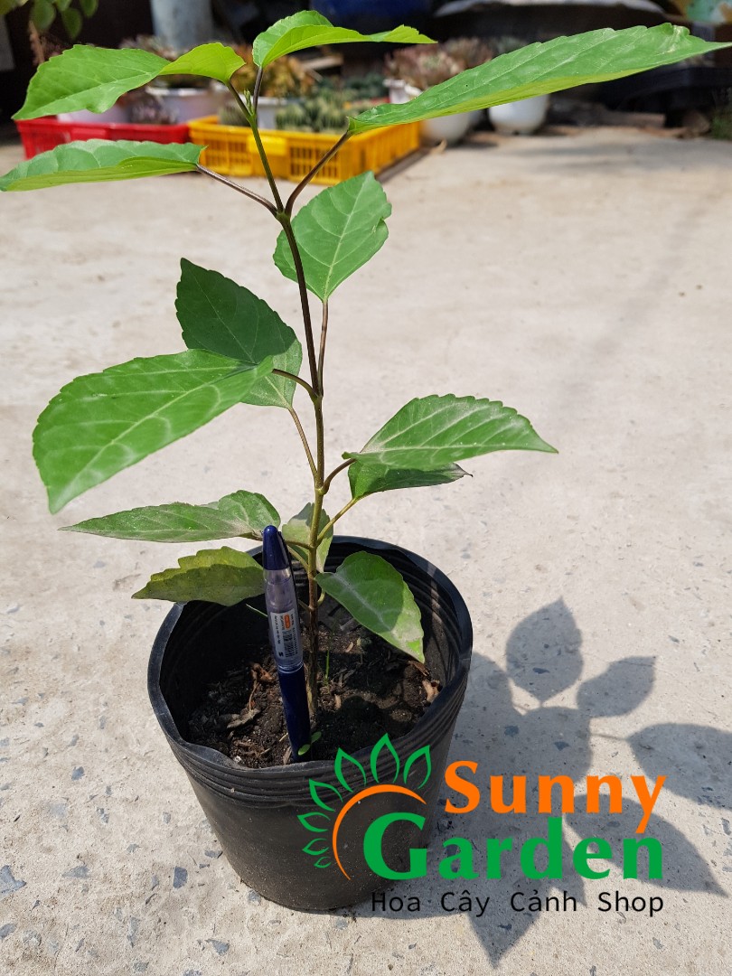 Cây Lá Cách, Cao 20-30cm  - Chậu Rau