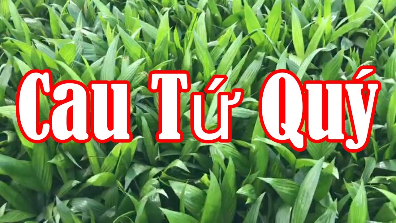 Cây giống CAU TỨ THỜI F1 cay giong nong nghiep cau tu quy , cau tu thoi ,cau lùn nam định năng xuất cao hiệu quả lớn