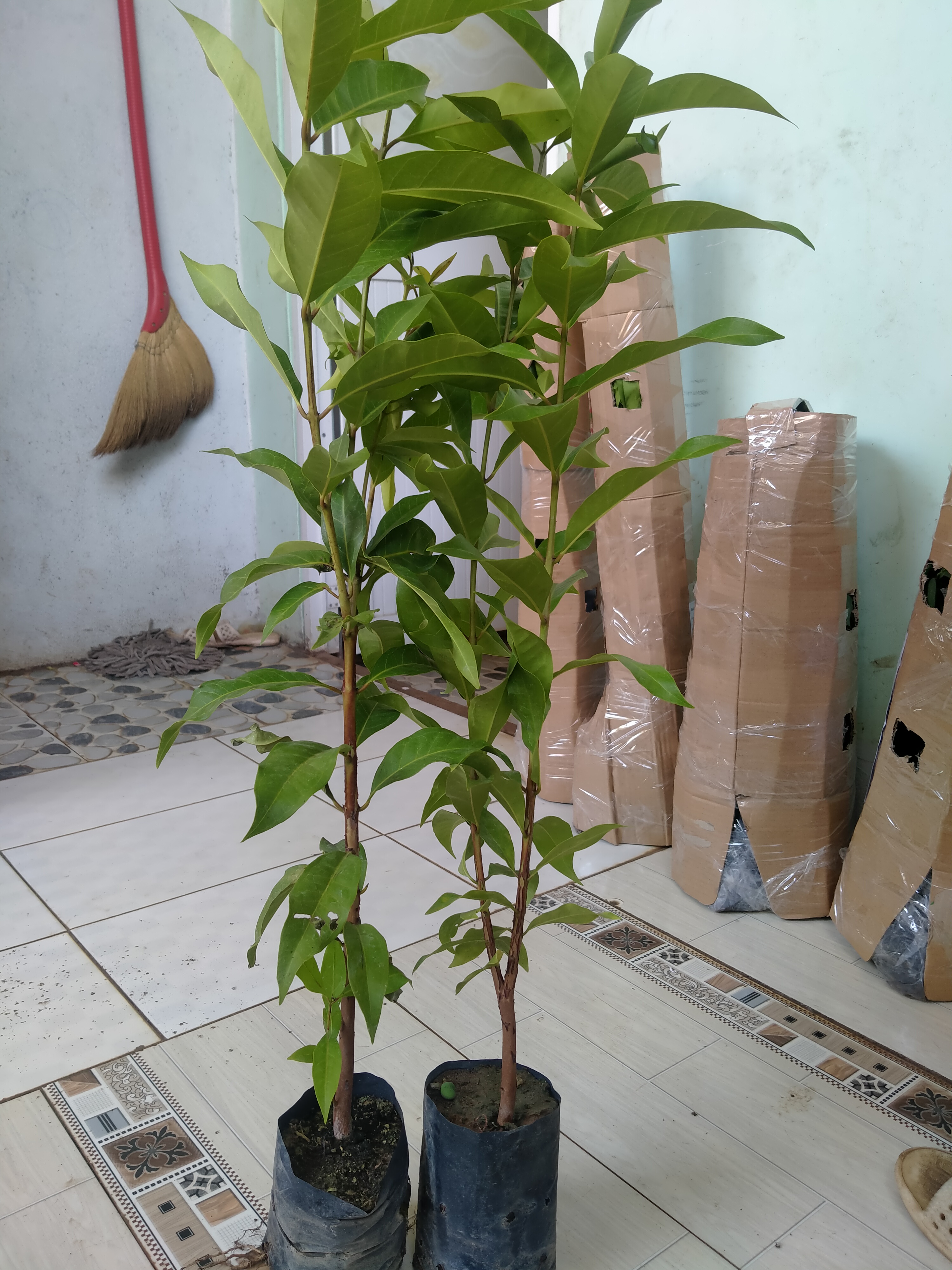 2Cây vối nếp uống nước khỏe, đẹp