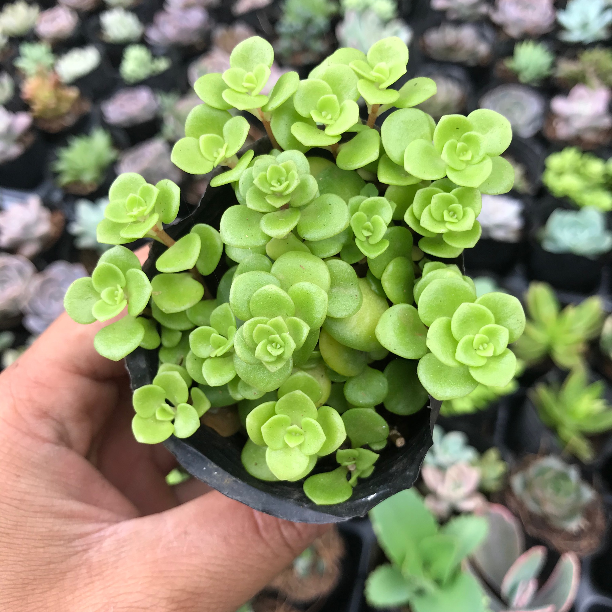 Sen vảy cá, sen đá có ý nghĩa cho một tình bạn, tình yêu vĩnh cửu, về phong thủy nó còn mang ý nghĩa sung túc và đầm ấm trong gia đình