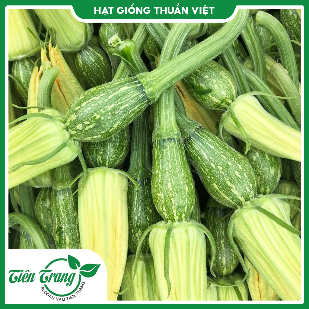 Hạt giống bí ăn nụ tn