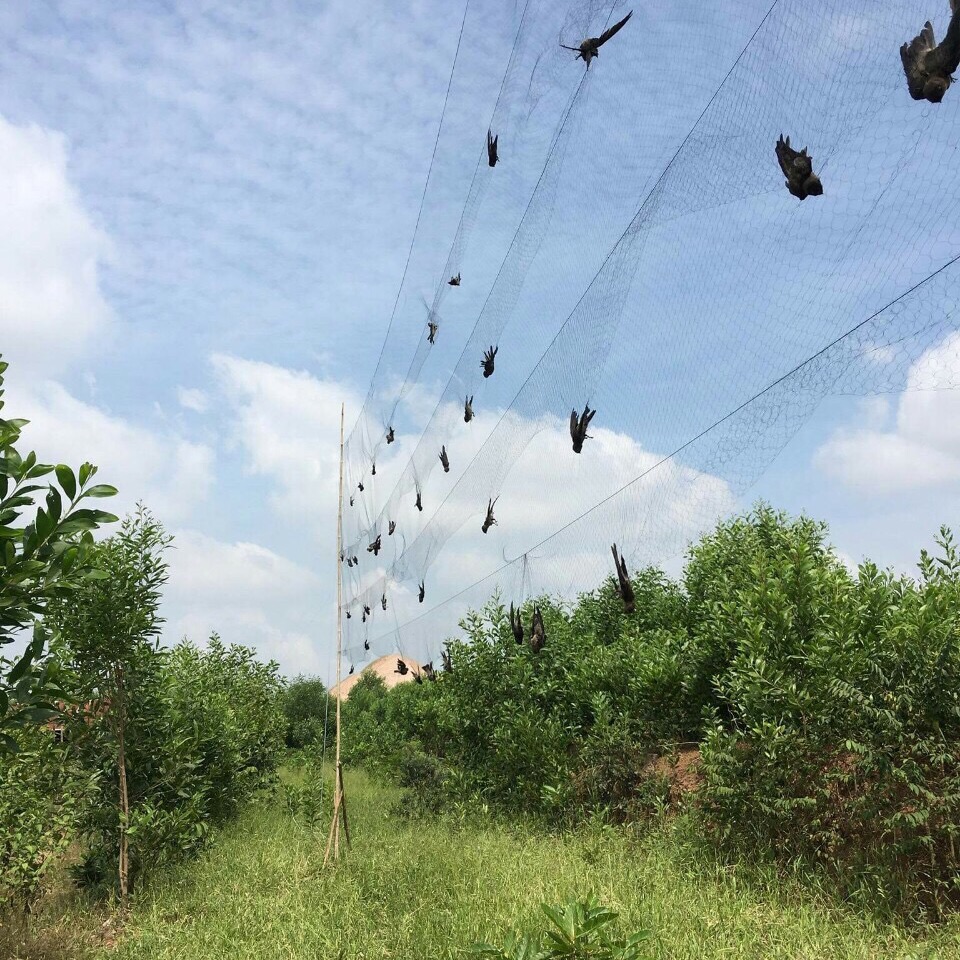 30m lưới tàng hình 4p bẫy tổng hợp các loai chim. Như:sẻ,sâu,khuyên,chào mào ,choè,trao trảo ...cao 6m 5 viền 4 túi