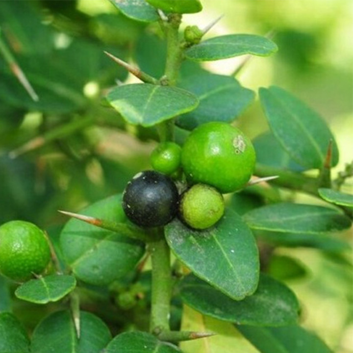 cây quýt gai khô 1kg