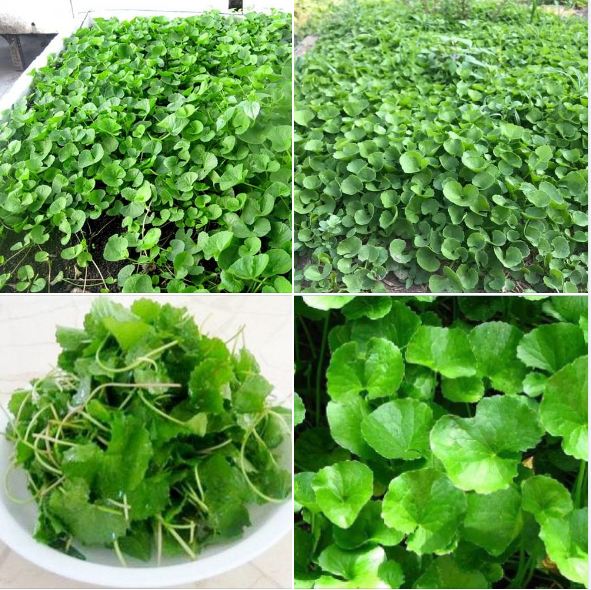 Combo 2 gói Hạt giống rau má lá nhỏ  - Tặng gói phân bon