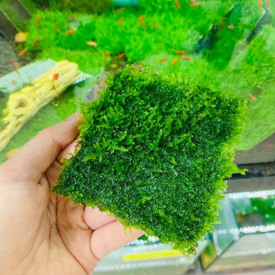 Rêu mini taiwan - rêu taiwan thuỷ sinh | dán bonsai, dán lũa bể thủy sinh