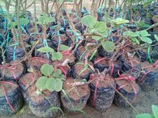 CÂY GIỐNG KIWI CHỊU NHIỆT RUỘT XANH(CÂY KIWI XANH) QUẢ SỚM - CGKWXQS