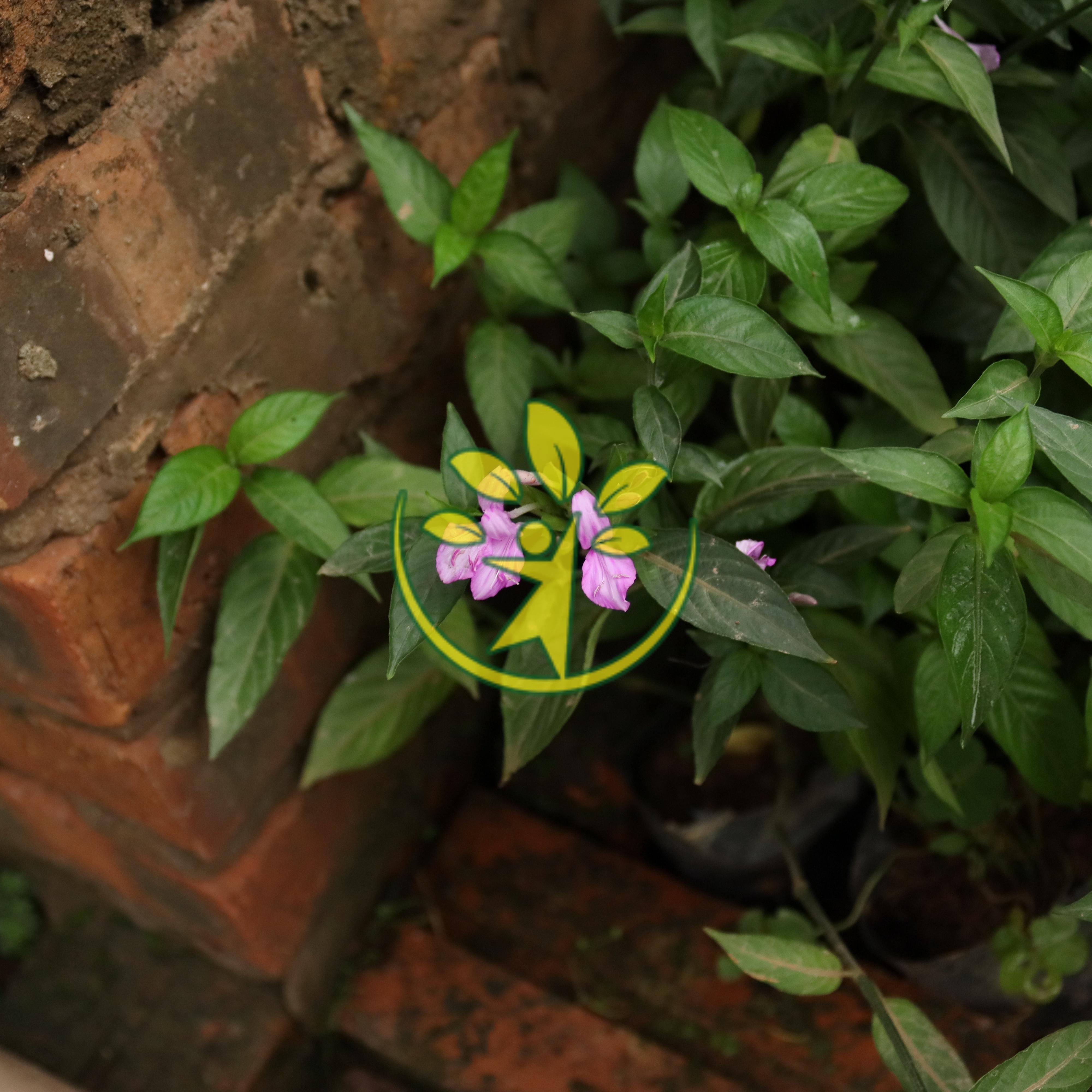 Bầu giống lá cẩm uy tín, khỏe mạnh - Thanh toán trước tặng kèm 1 bầu cùng loại