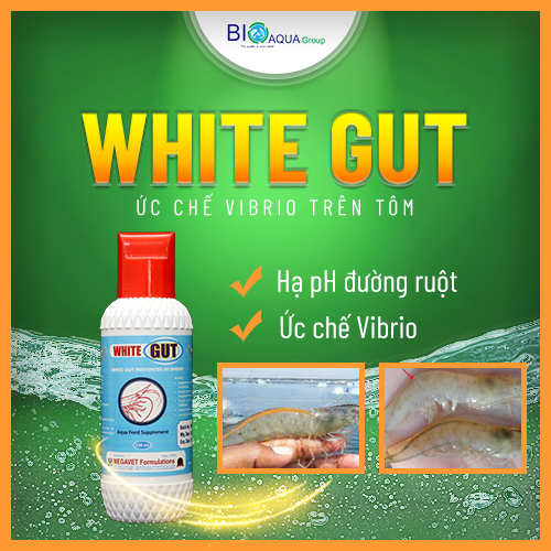 WHITE GUT - Hạ pH đường ruột, Ức chế Vibrio và Vi khuẩn gây bệnh
