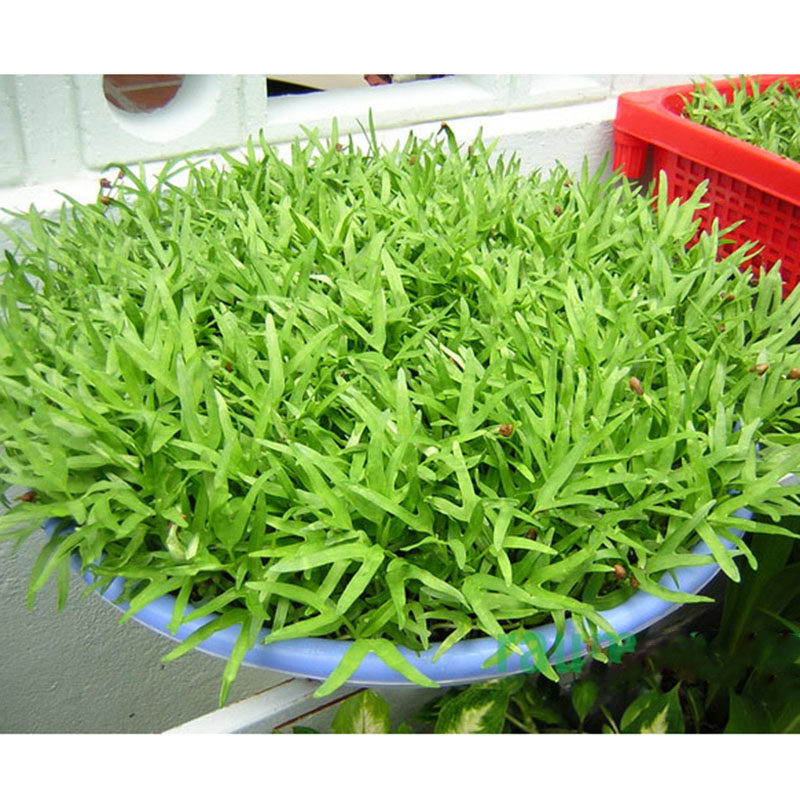 Hạt giống mầm rau muống hàng công ty năng suất cao 100gr giá rẻ