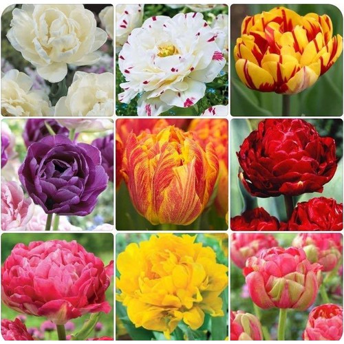 Bộ 5 củ giống hoa tulip nhiều màu