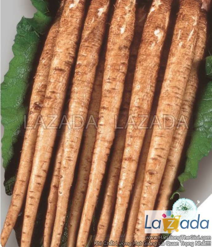 2gram 160.hat hạt giống ngưu bàng củ ngắn 35cm