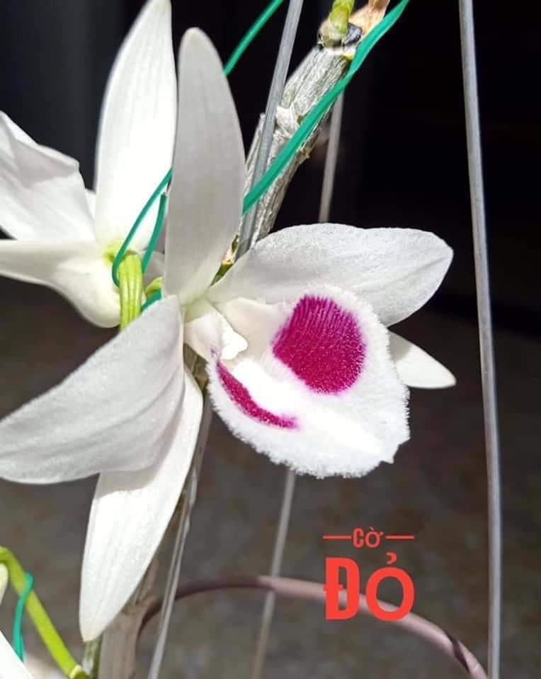 Phi điệp Cờ Đỏ Tự thụ cây năm hai - Den. anosmun var semir