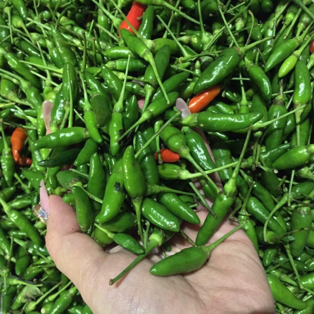 Hạt giống ớt xiêm rừng siêu trái