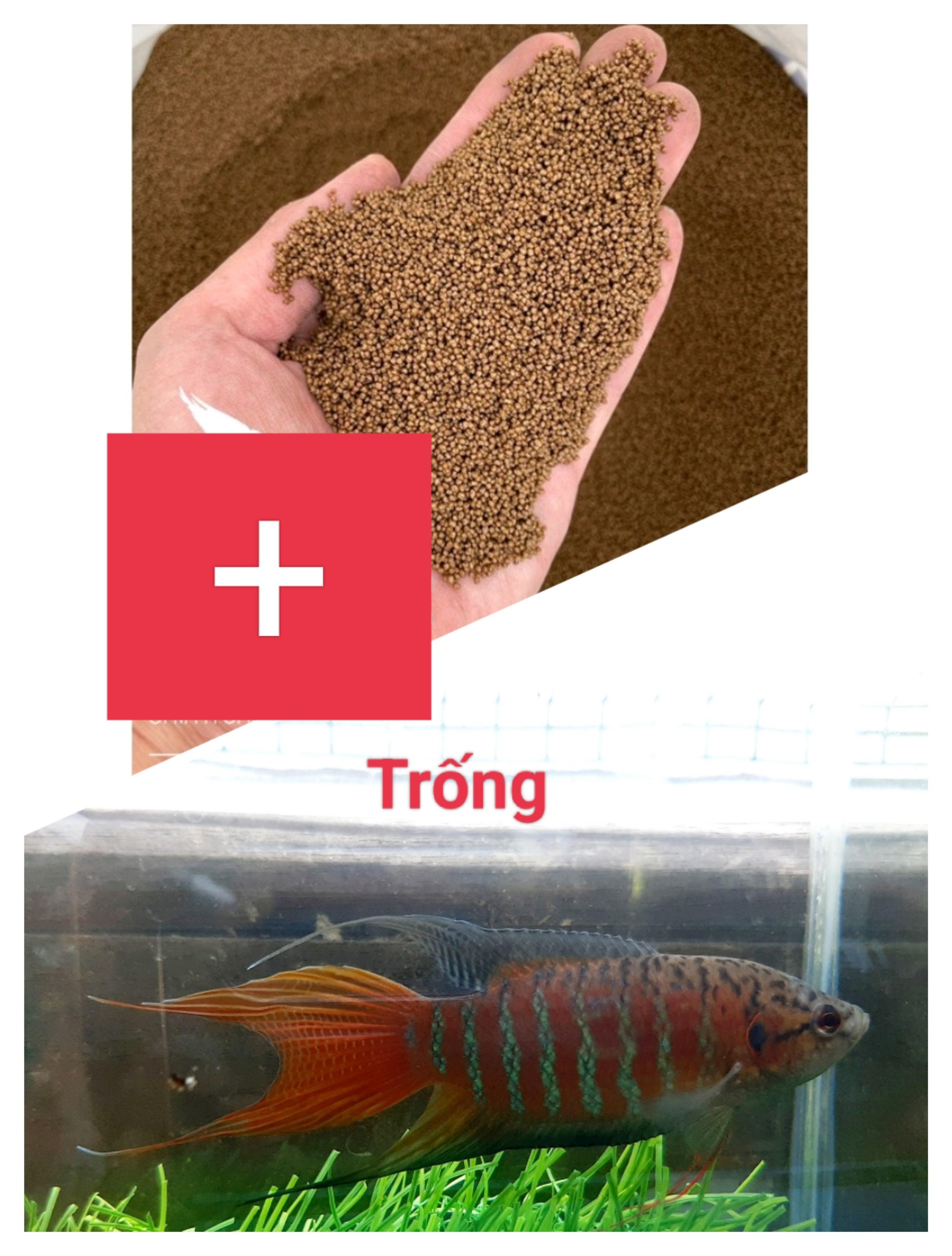 Cám cá cargill hạt 1li tặng lia thia cờ miền trung
