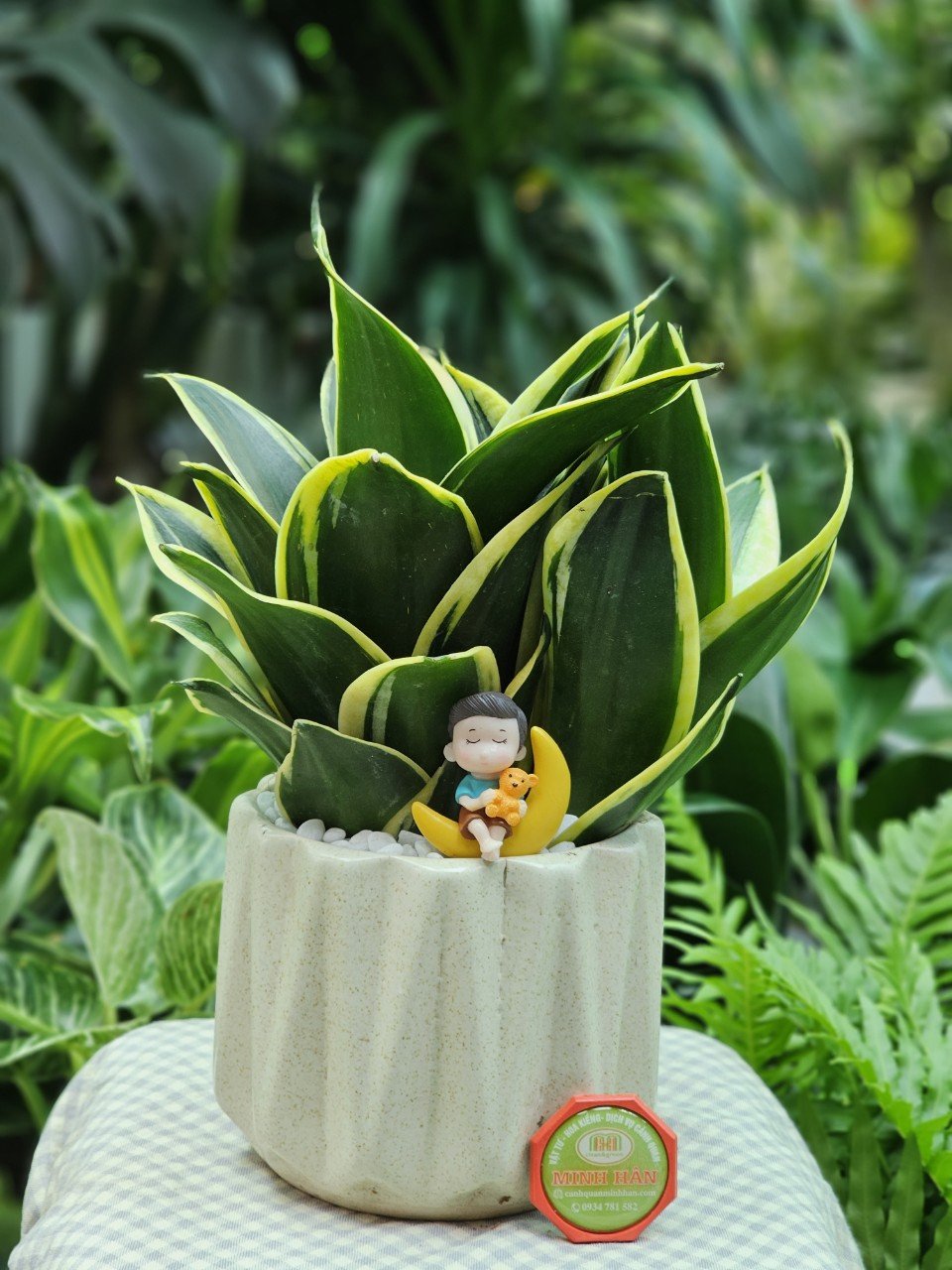 Cây lưỡi hổ mini trang trí bàn làm việc phong thủy thu hút tài lộc vận may tránh thị phi công sở  Minh Hân Garden