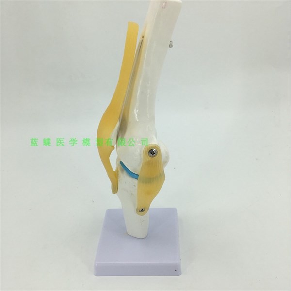 Mô hình khớp gối