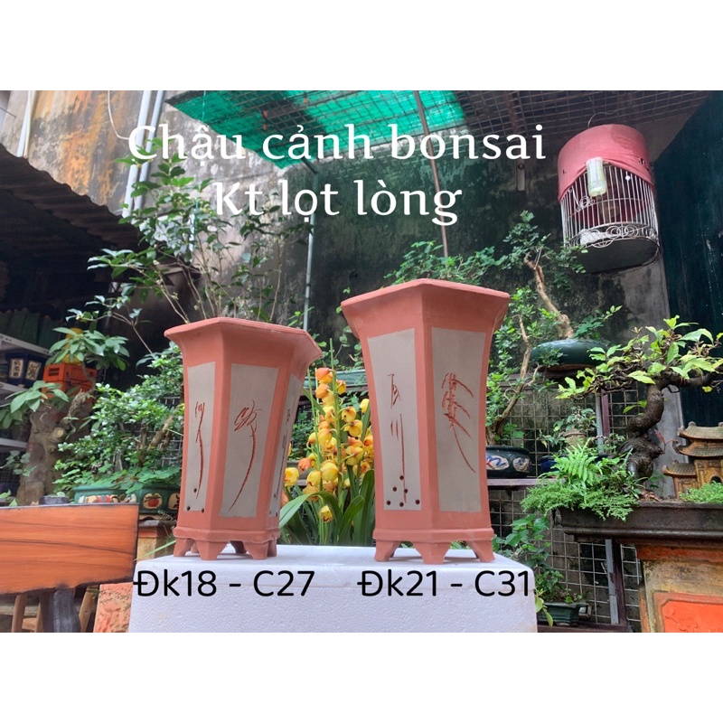 Chậu lục dáng cao trồng cây thác đổ