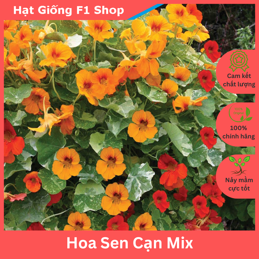 Hạt giống hoa sen cạn chất lượng f1