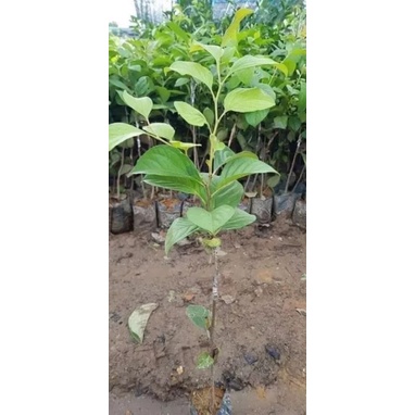 Cây giống hồng đen socola siêu sớm