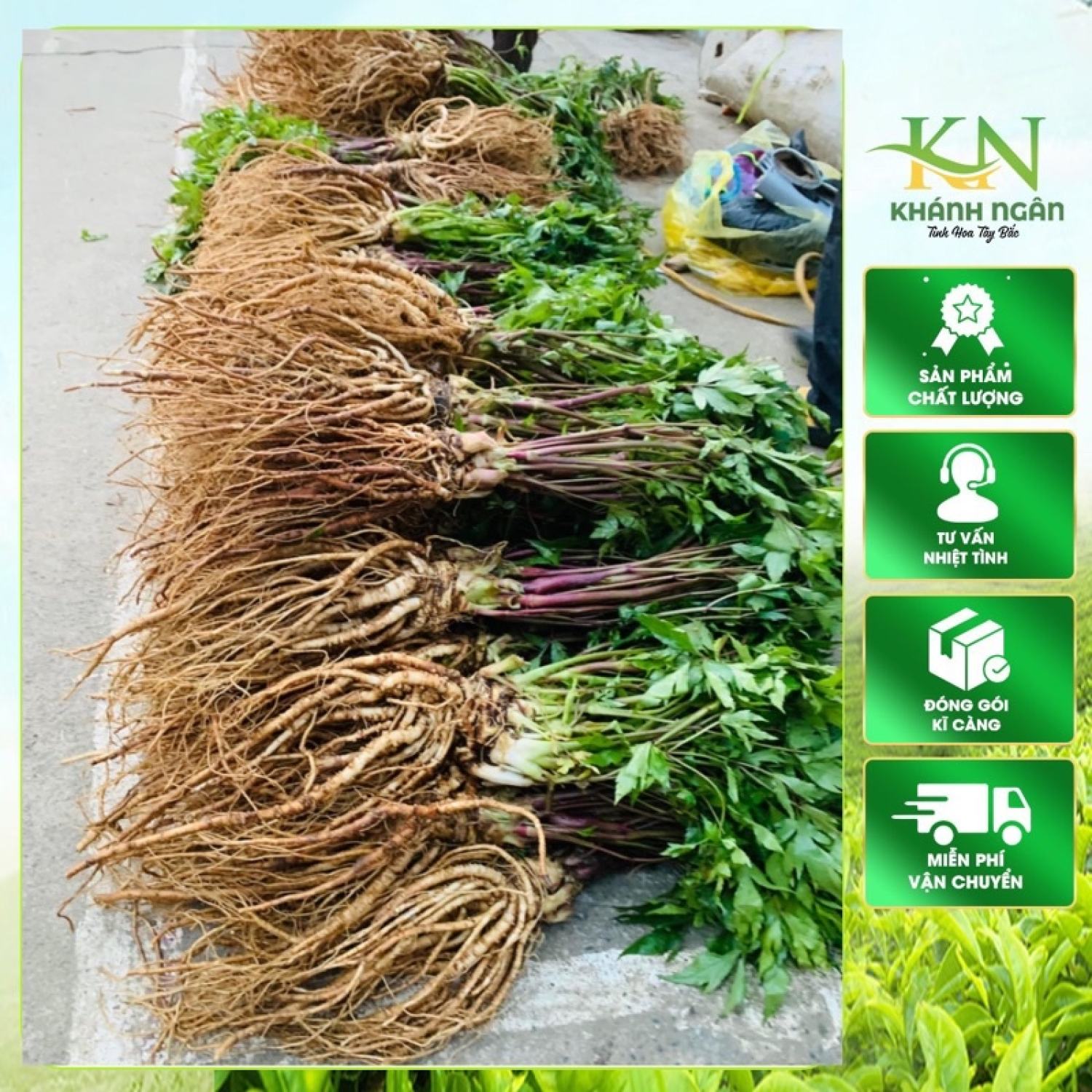 Sâm đương quy tươi Sìn Hồ, Lai Châu loại 1 thượng hạng , Thảo dược quý đồ ngâm rượu, sấy khô. Bộ dược liệu quý đương quy xuyên khung bạch thược