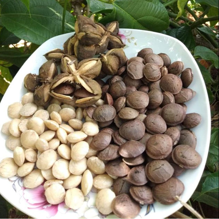 500gr hạt sachi