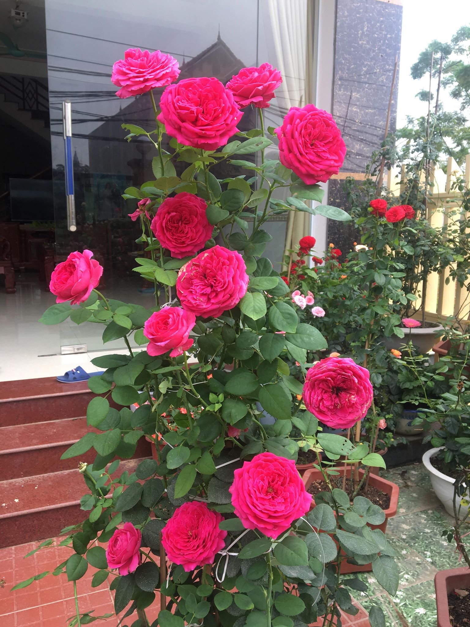 Bầu Hoa hồng bụi ngoại Kate  Rose tuyệt đẹp