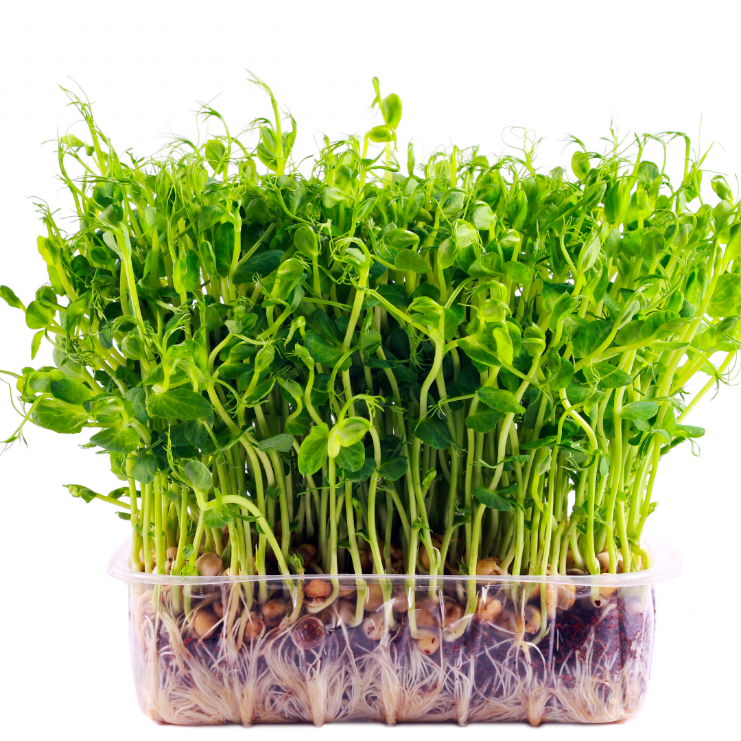 Hạt giống mầm đậu hà lan xanh - italy - gói 100gr/500gr