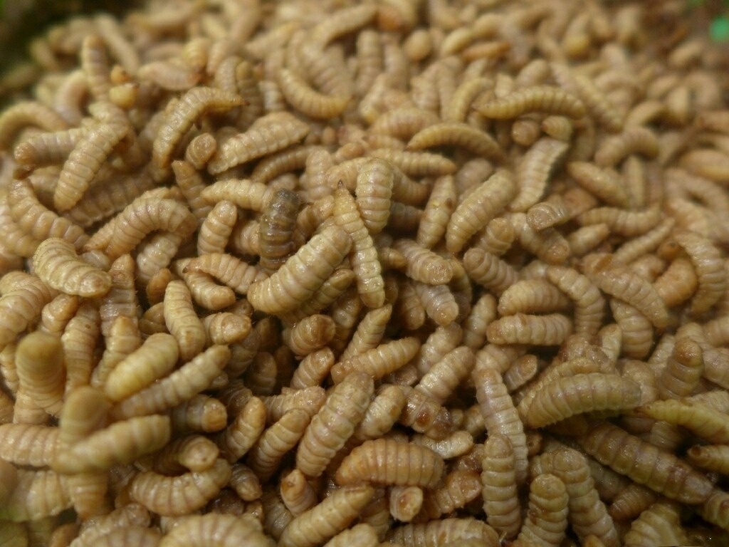 Sâu canxi cho chim cảnh hộp 500gr