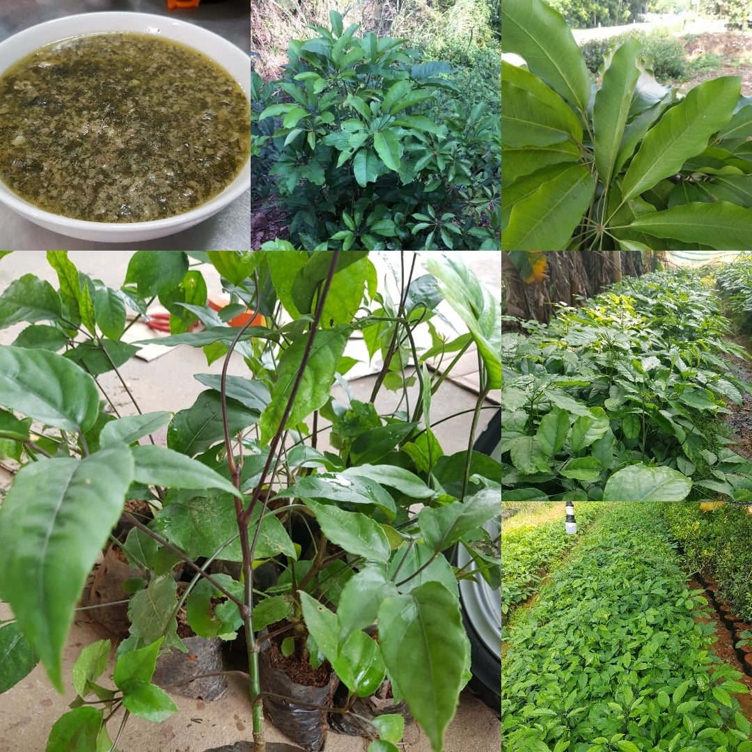 500g lá đắng, lá lằng tươi đắc sản Thanh Hóa