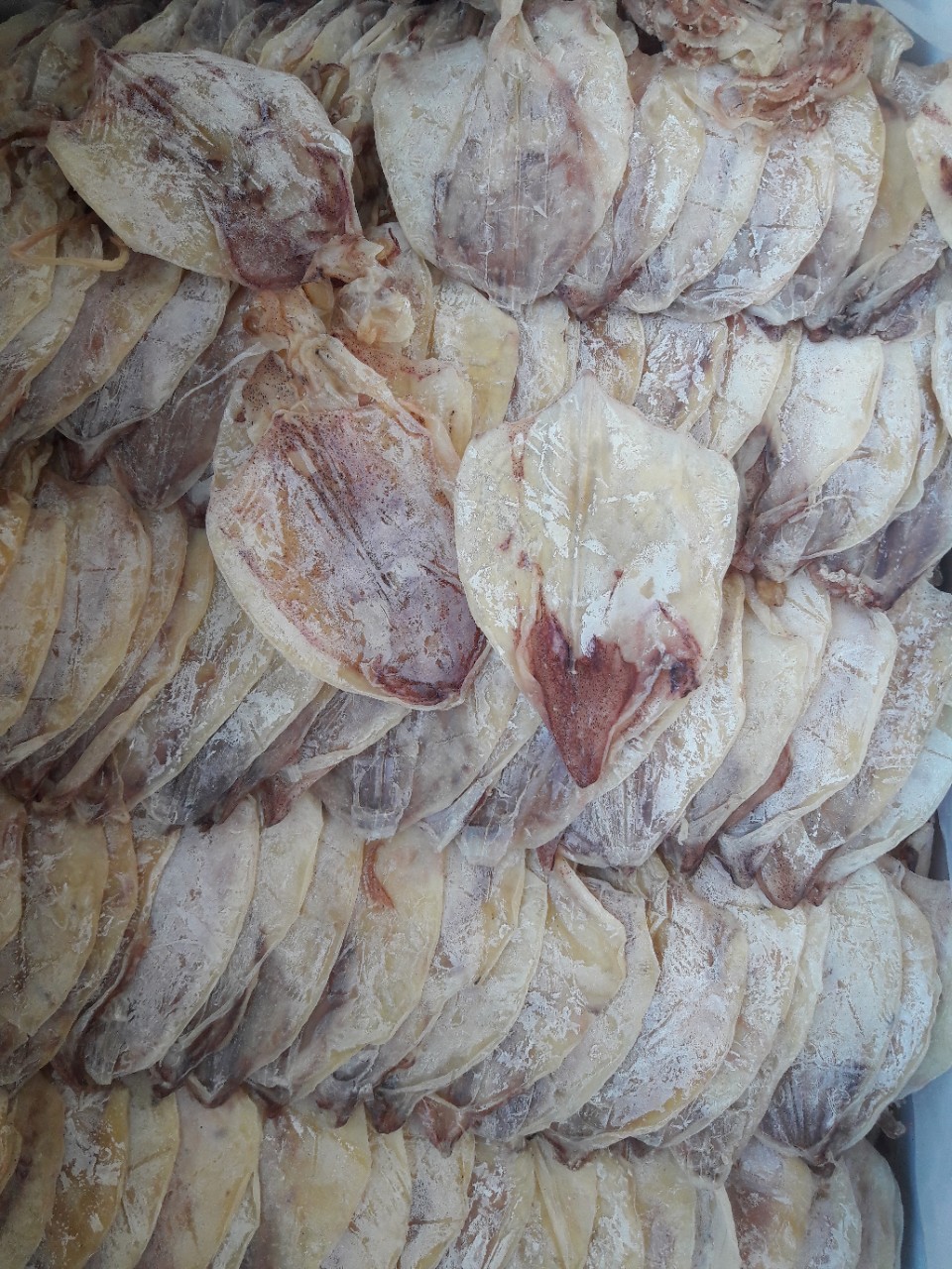 1kg khô mực đồng tiền cà mau