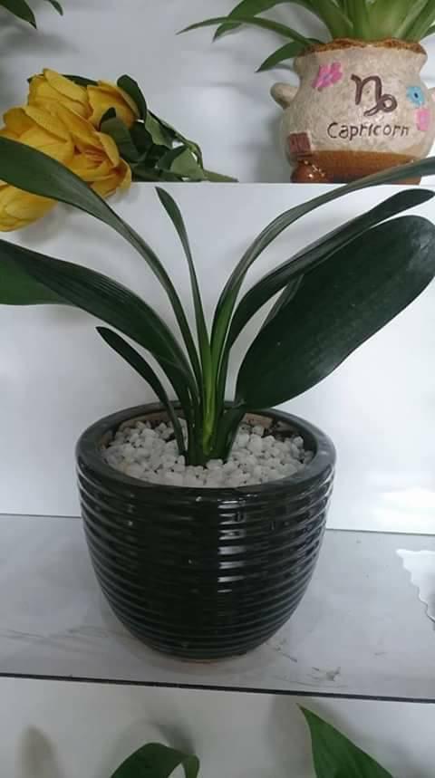 Cây lan quân tử bầu đất size đại ra hoa Tết Nguyên Đán - Lan Huệ Cam, Lan Huệ Đỏ, Đại Quân Tử - H2P Shop