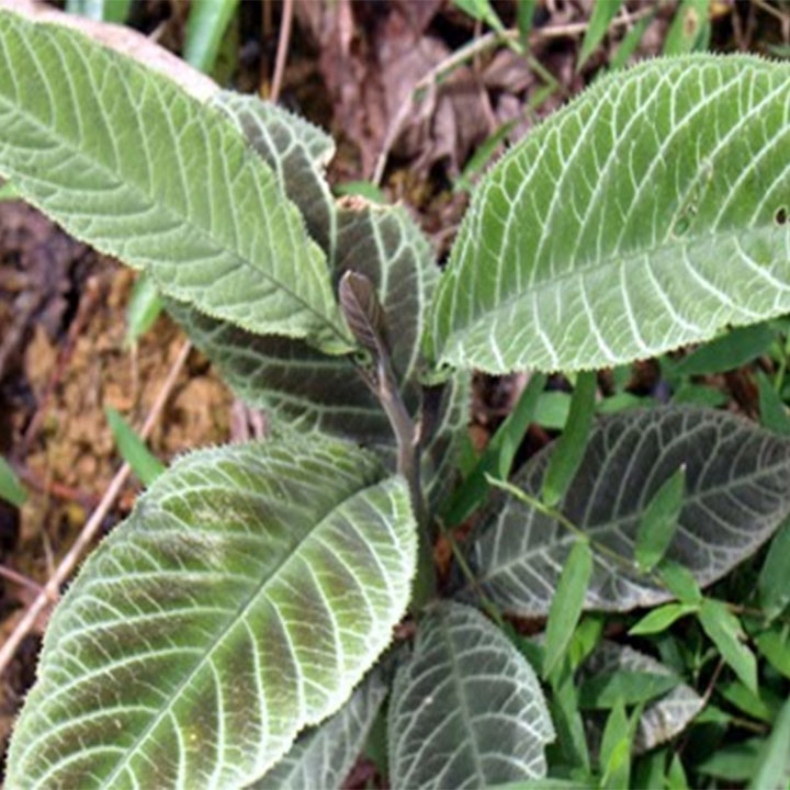 Lá khôi tía ( cây khôi nhung) 1kg