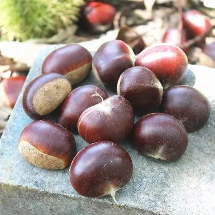 [1kg Hạt DẺ TƯƠI LOẠI TO VIP] 1kg HẠT DẺ SIÊU TO NGON ĐẢM BẢO HÀNH CHẤT LƯỢNG. Hạt Dẻ tươi chế biến các món ăn