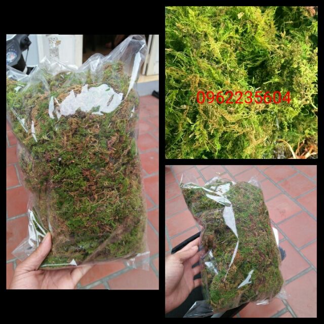 Rêu rừng giữ ẩm hoa lan, gói 200g
