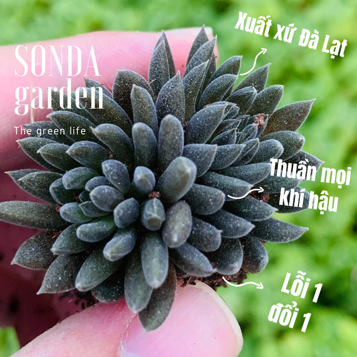 Sen đá nhím đen size mini khoẻ đẹp lỗi 1 đổi 1