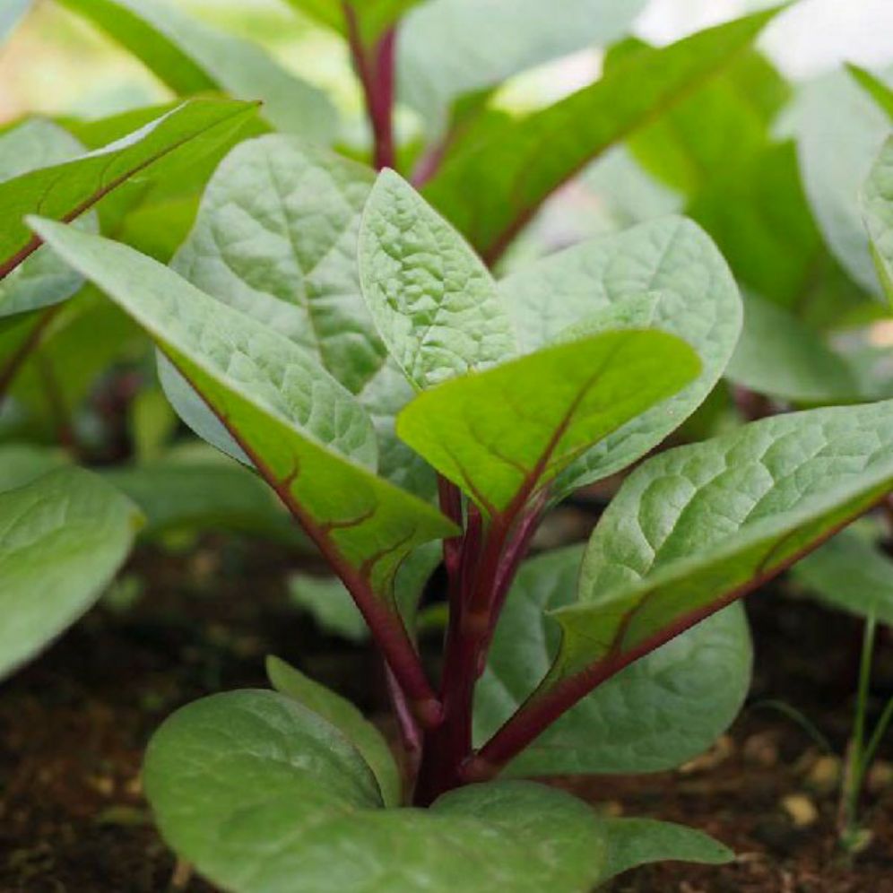 Hạt giống mồng tơi đỏ - gói 10gram.