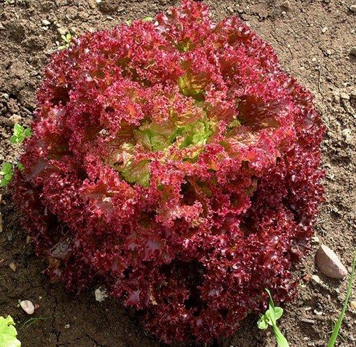 Hạt giống xà lách tím lolo rossa