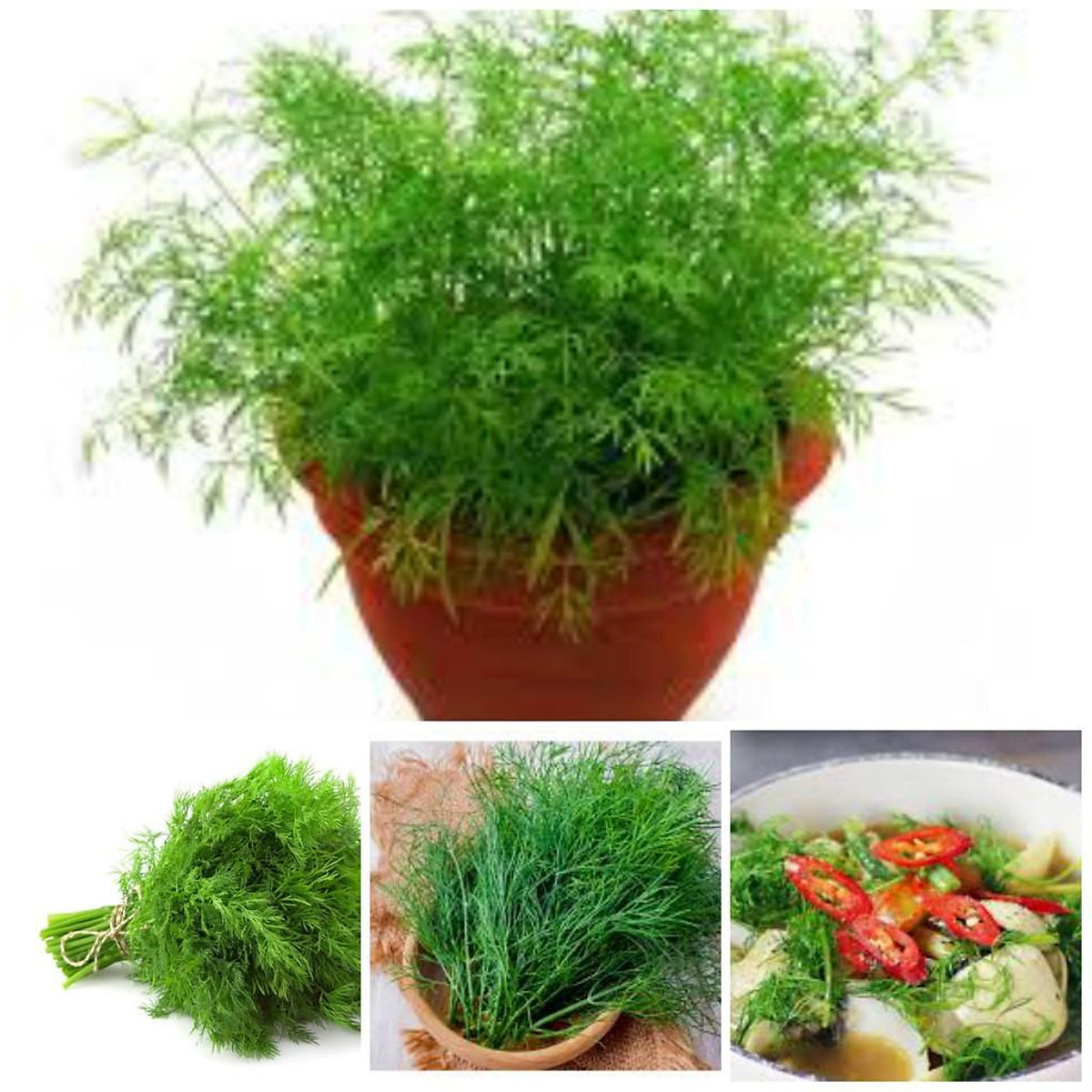 Hạt giống rau thì là, rau gia vị