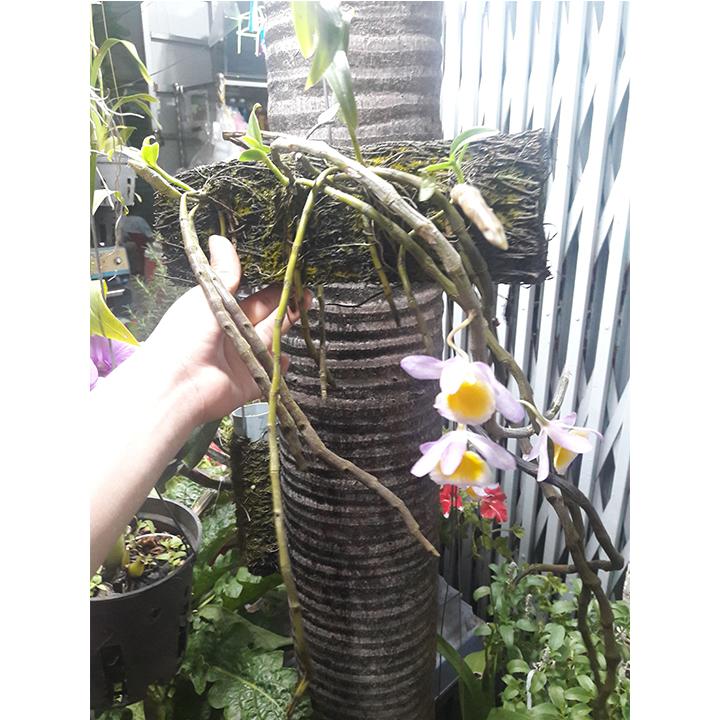 [HCM]CÂY LAN LONG TU TRỒNG TRÊN BẢNG DỚN