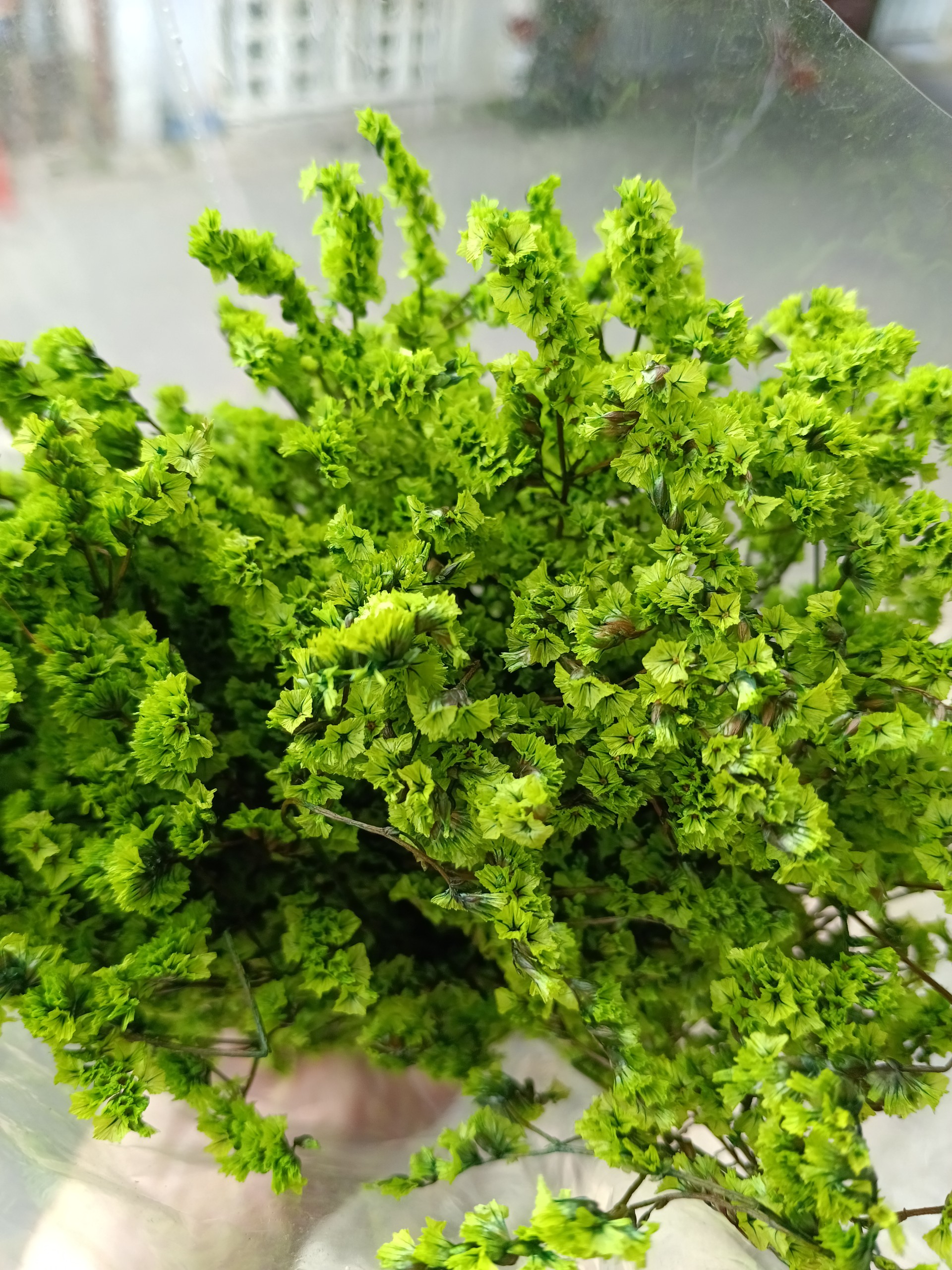 Hoa sao baby khô - sao khô - bó 25g - trang trí