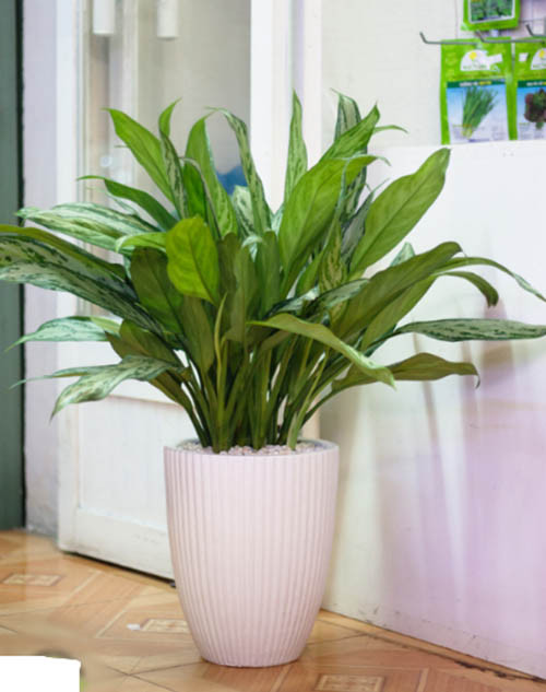 Cây ngân hậu trồng chậu