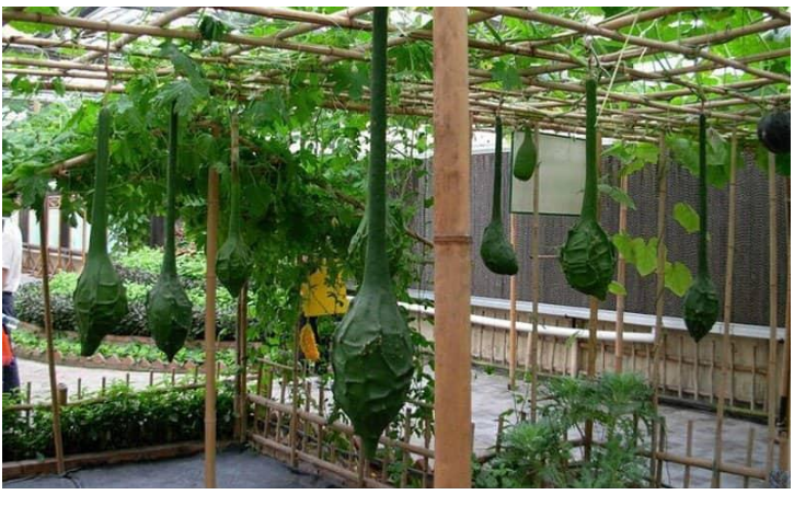 Hạt giống hồ lô hạc thủ tặng 2 viên nén