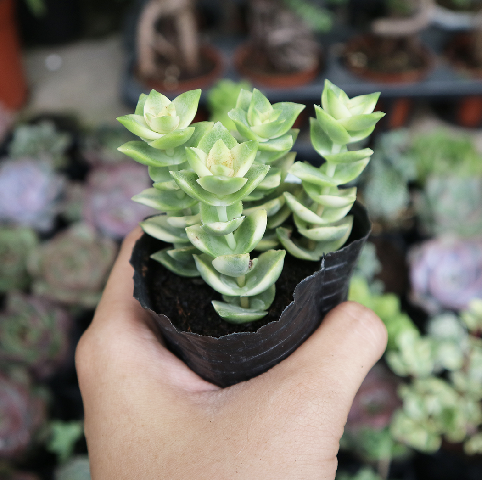 Sen đá xiên thịt 7cm | Crassula Perforata độc đáo cho các bạn thích sưu tầm sen lạ