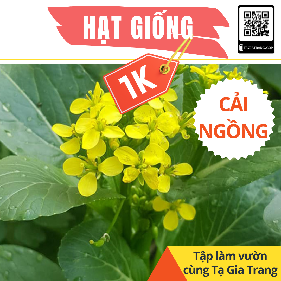 Deal 1K - Gói 100 hạt giống rau cải ngồng - Dự án Học làm vườn cùng Tạ Gia Trang